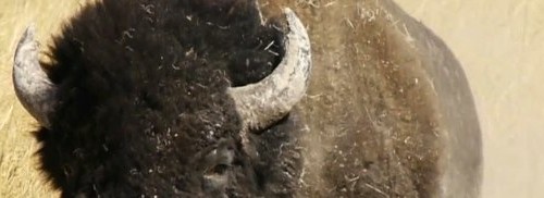 bison banner2
