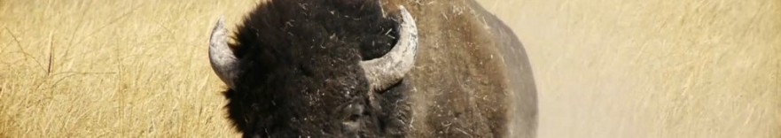 bison banner2