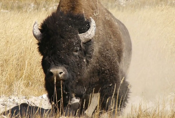 bison website2